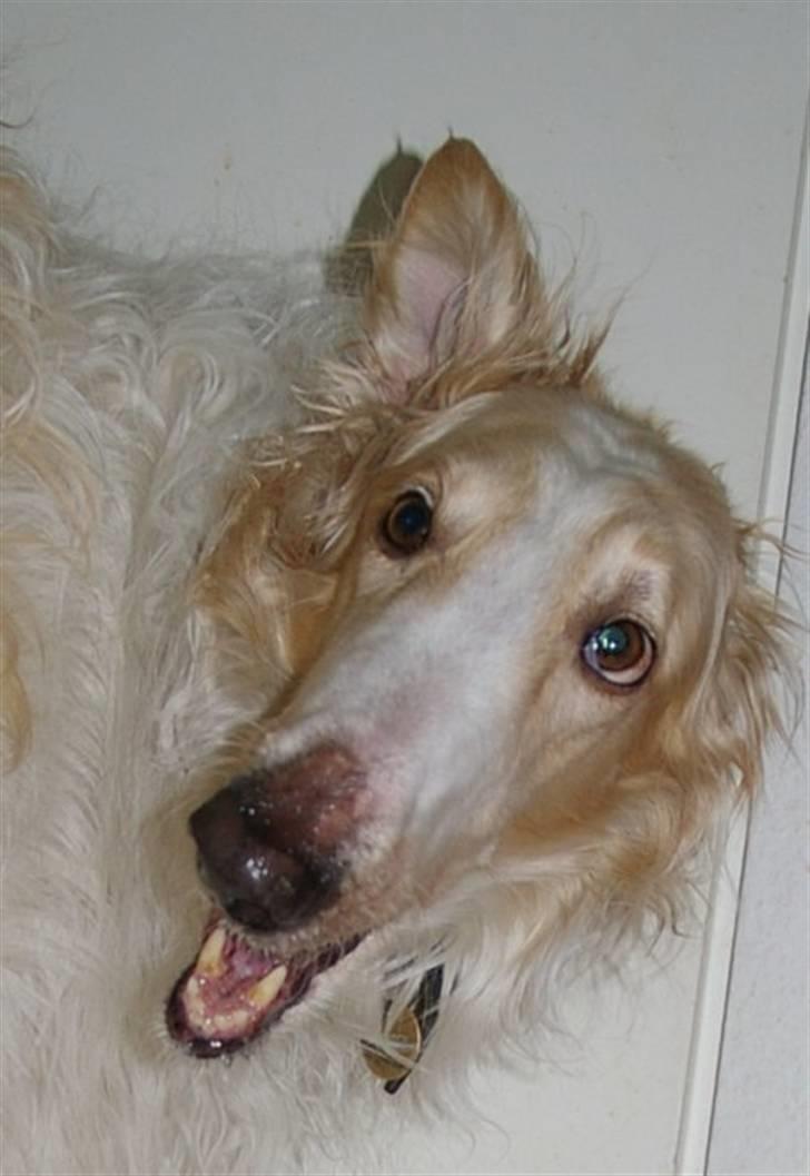 Borzoi Danilov of Zarina - Ska du være fræk ??? billede 6