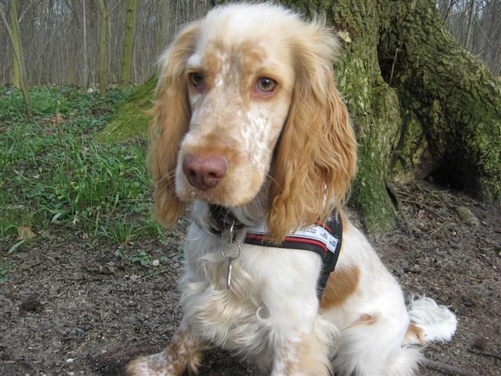 Cocker spaniel Freja r.i.p 20.1.19 - Freja fotomodel i skoven (7.5 mdr). billede 14