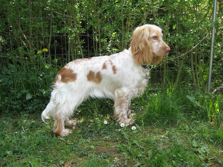 Cocker spaniel Freja r.i.p 20.1.19 - Freja kigger efter katte (9mdr) billede 15