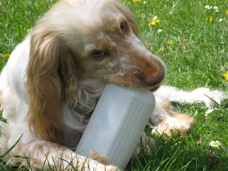 Cocker spaniel Freja r.i.p 20.1.19 - Nøj den er bare god at gnaske i ;-)   (9mdr) billede 16