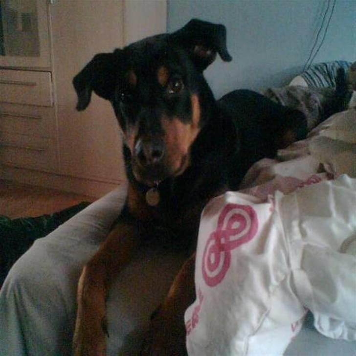Rottweiler Angel - et par månder gammel kan ikke husk det.. billede 1