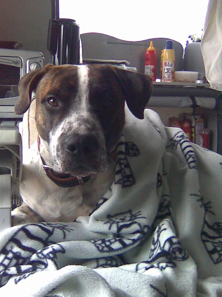 Amerikansk staffordshire terrier Kenzo - en RIGTIG lille putte trold :) ( 11 mrd. )  billede 11