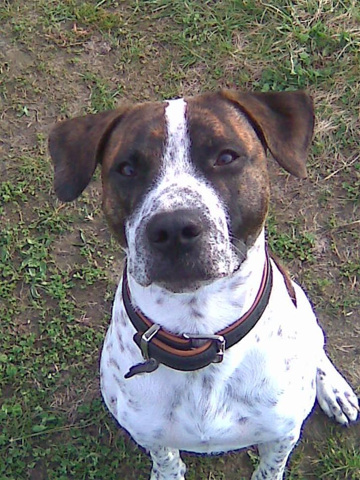 Amerikansk staffordshire terrier Kenzo billede 12