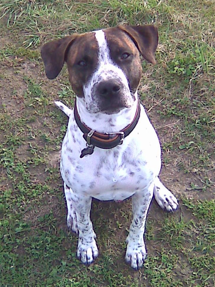 Amerikansk staffordshire terrier Kenzo billede 13