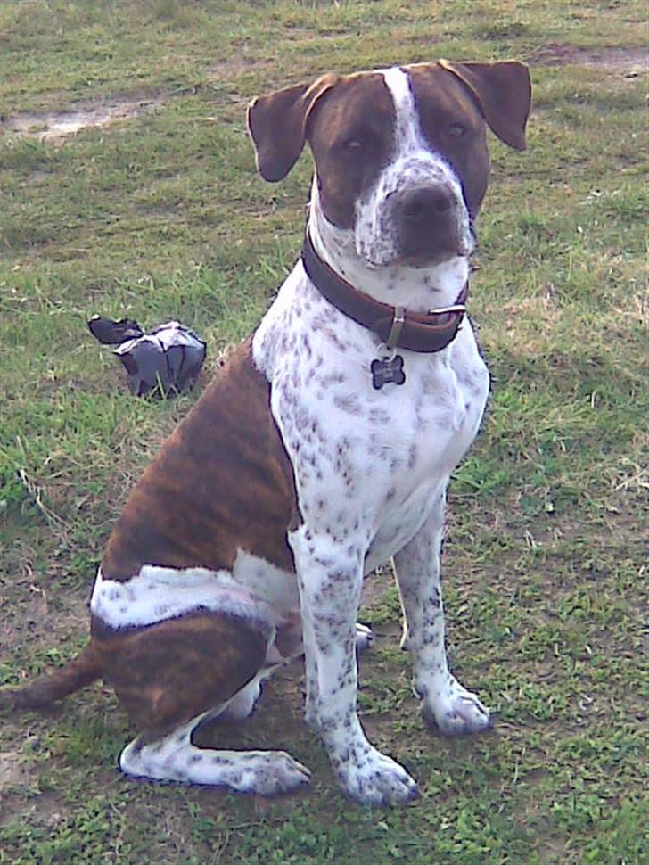 Amerikansk staffordshire terrier Kenzo billede 14