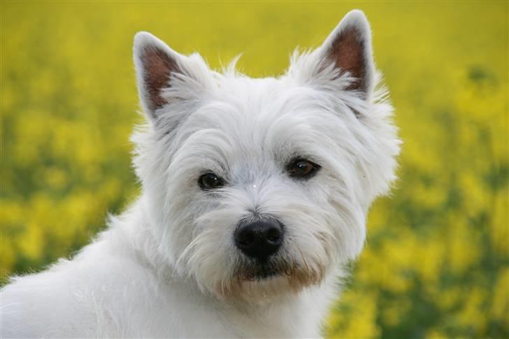 West highland white terrier Laks SOLGT - Modelbillede;) Han er så fin.. NYT!- den. 29 april 08 billede 16