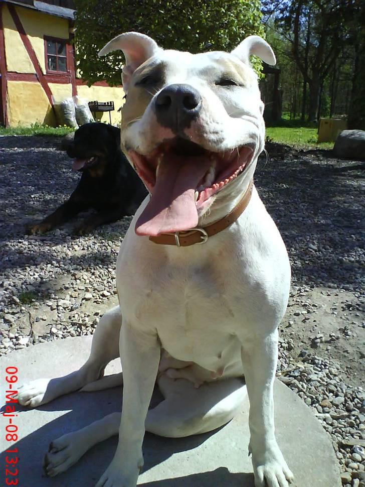Amerikansk staffordshire terrier Naomi - nice shot!!! billede 6