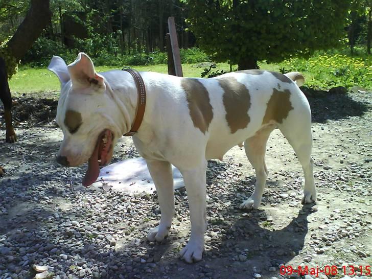 Amerikansk staffordshire terrier Naomi - hvad var det der gik forbi dér?? billede 7