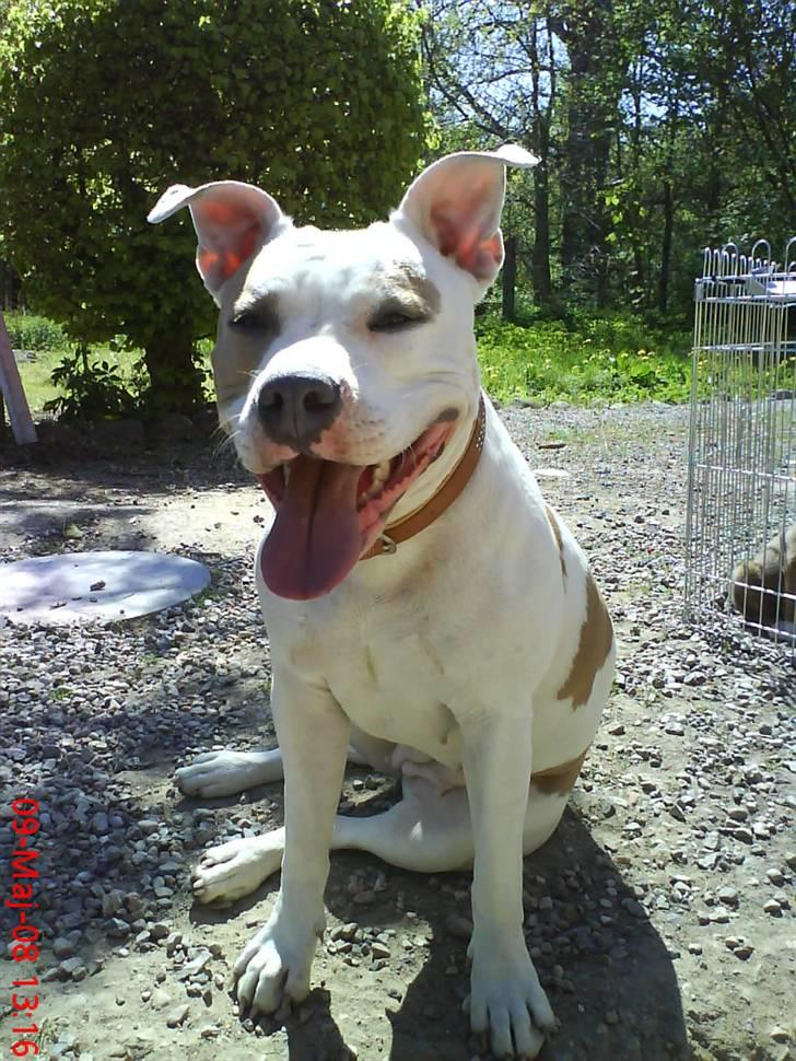 Amerikansk staffordshire terrier Naomi - er det mig du snakker til? billede 8