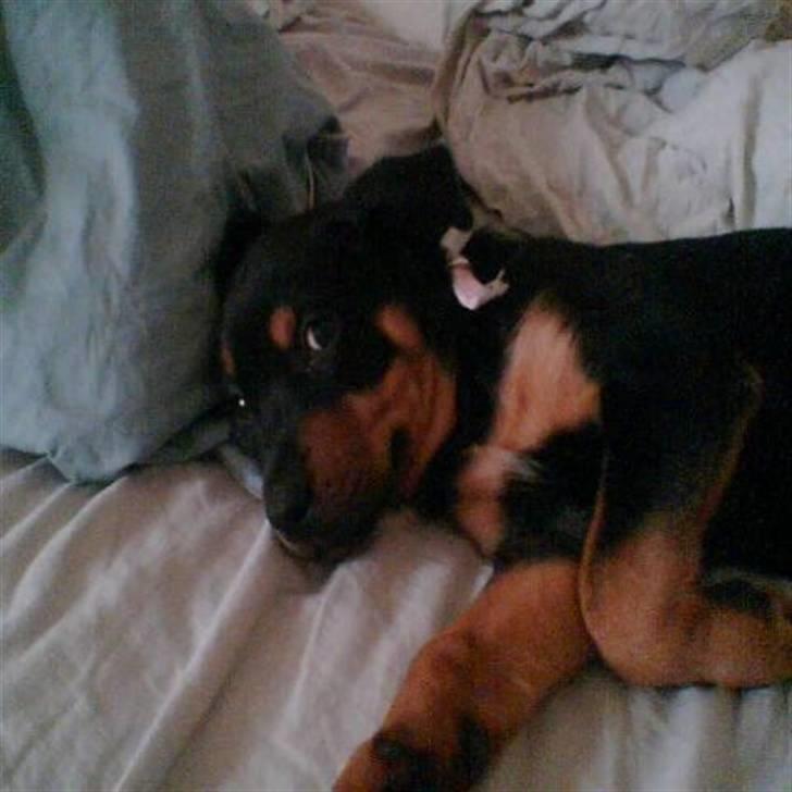 Rottweiler Angel - er en lille røver på 8 uger billede 2