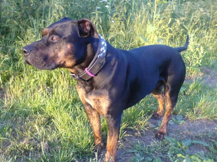 Amerikansk staffordshire terrier THOR billede 20