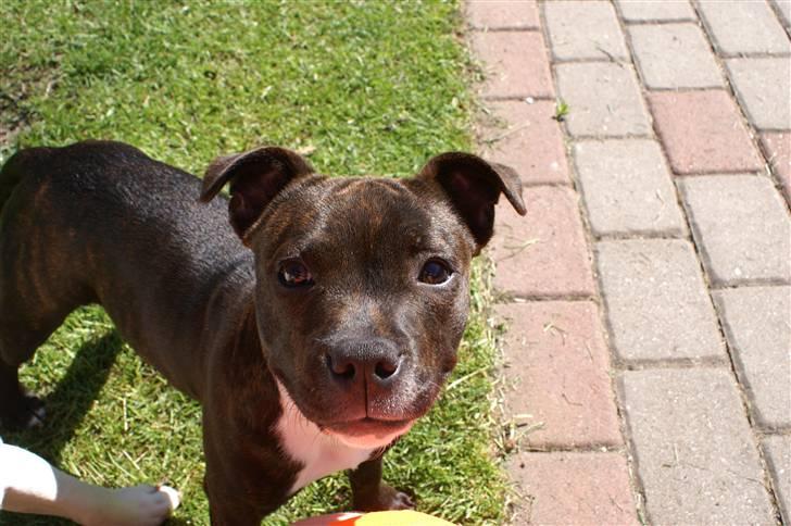 Staffordshire bull terrier Freja - 9/5-08 billede 10