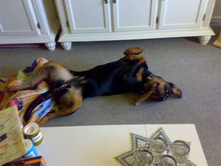 Rottweiler freja død 9/7-08 - hyggetrold billede 16