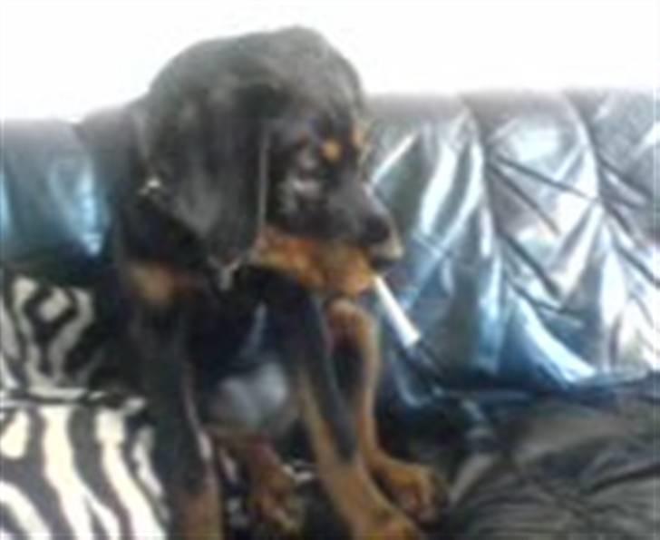 Rottweiler freja død 9/7-08 - freja "ryger" billede 17