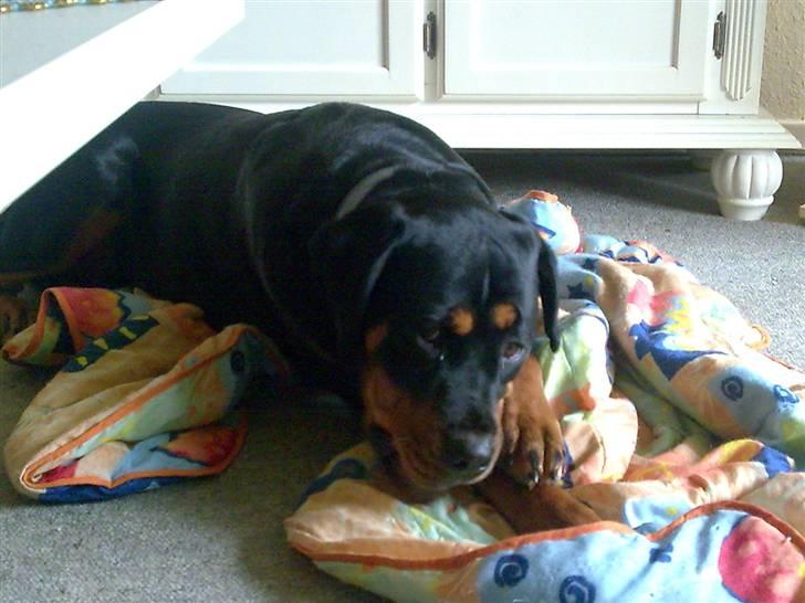 Rottweiler freja død 9/7-08 - freja med sin elskede dyne billede 18