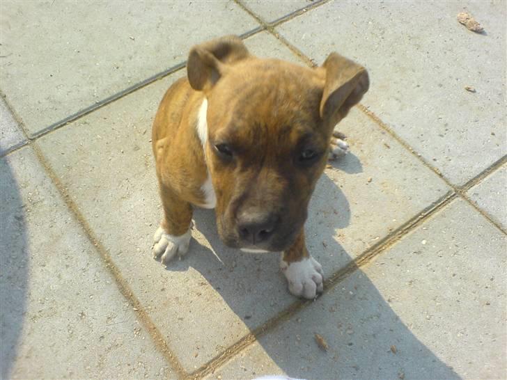 Amerikansk staffordshire terrier Rocco (min tidligere hund billede 14