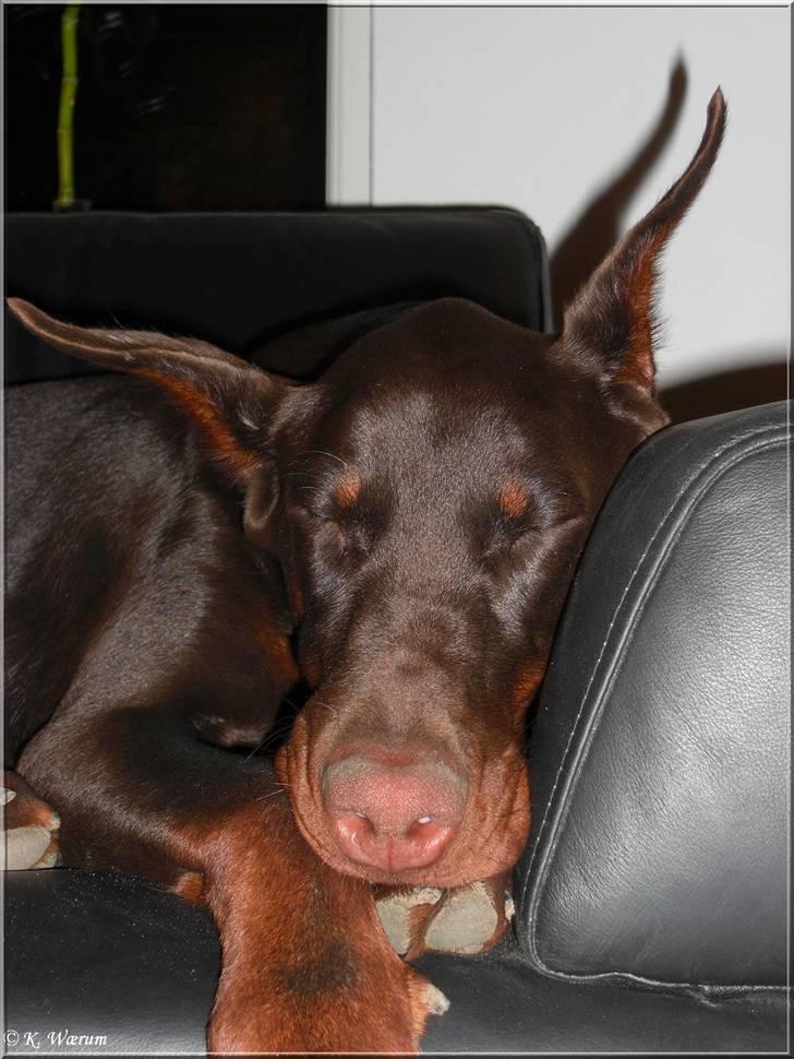 Dobermann Ch. Sant Kreal Russian Rubin billede 7