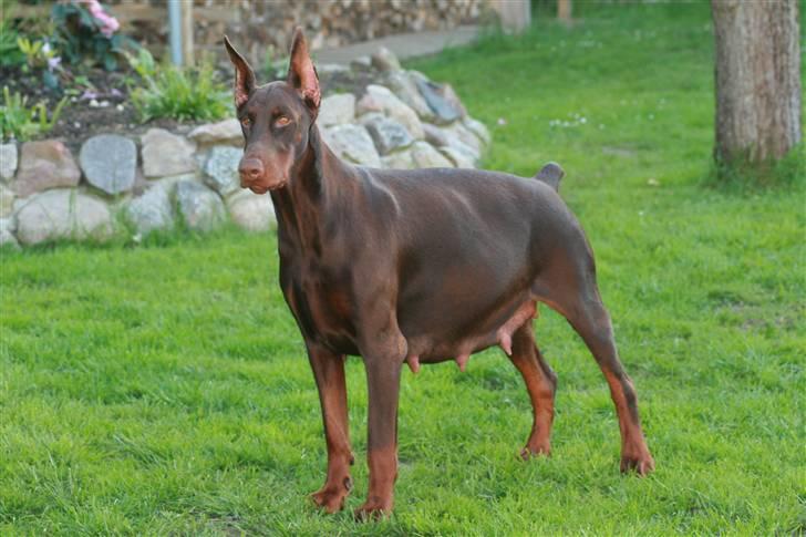 Dobermann Ch. Sant Kreal Russian Rubin billede 12