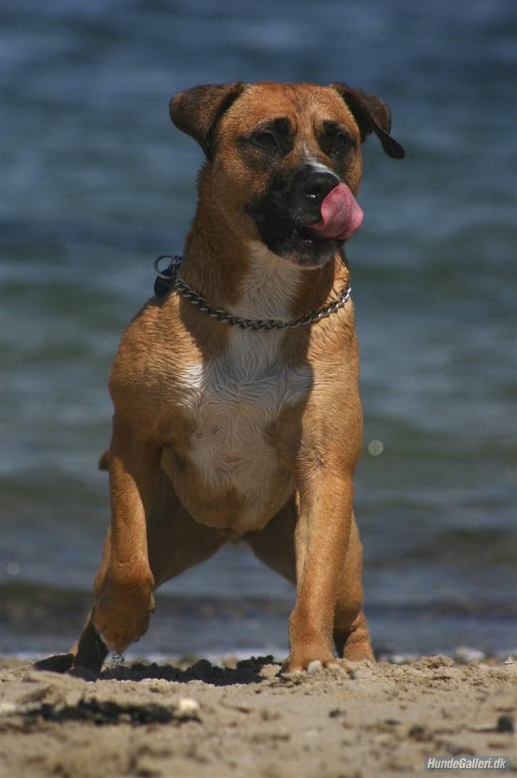 Blanding af racer Odin billede 11