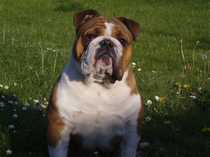 Engelsk bulldog Archie billede 9