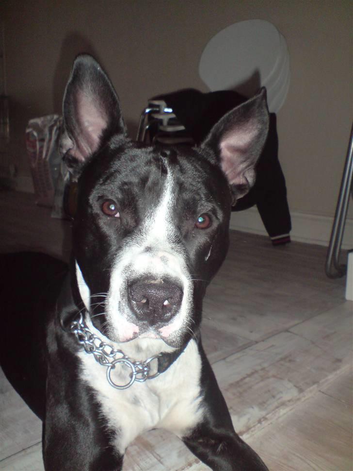 Amerikansk staffordshire terrier Chico billede 9