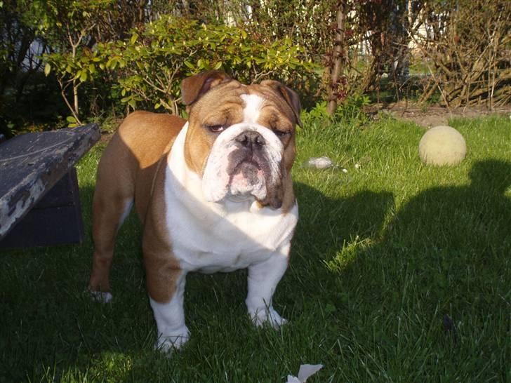 Engelsk bulldog Archie billede 10