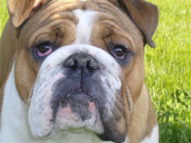 Engelsk bulldog Archie billede 11