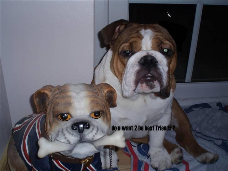 Engelsk bulldog Archie billede 12