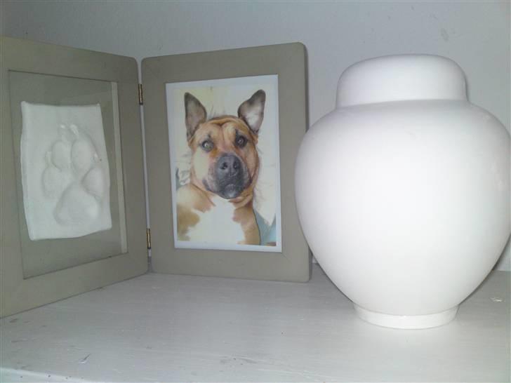 Amerikansk staffordshire terrier Gucci R.I.P - Her står Gucci så R.I.P Gucci skat (20) billede 20