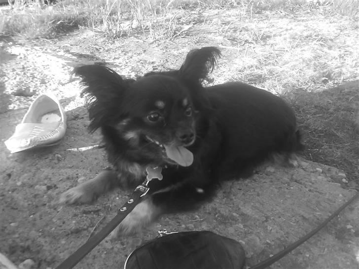 Blanding af racer Mulle RIP 07/02-2012 - puha det varmt:) billede 2