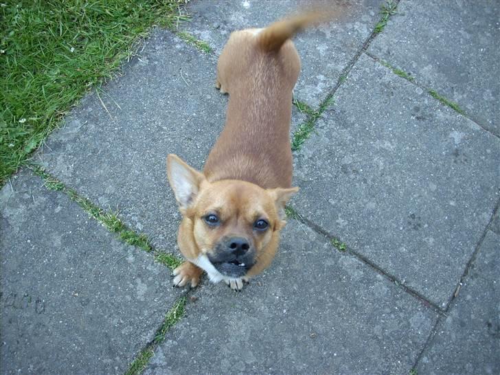 Blanding af racer Vaps R.I.P billede 16