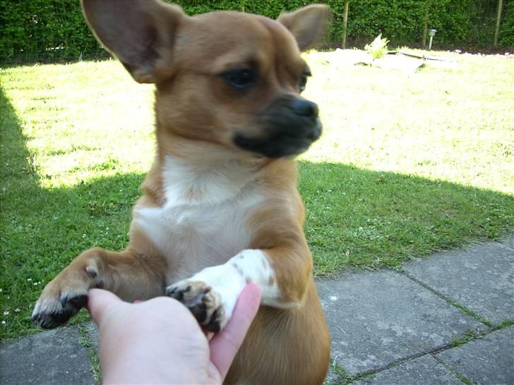 Blanding af racer Vaps R.I.P billede 17