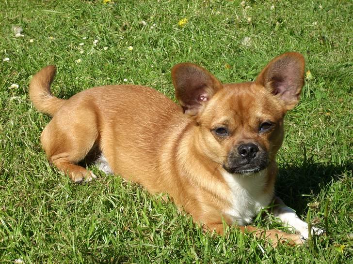 Blanding af racer Vaps R.I.P billede 18