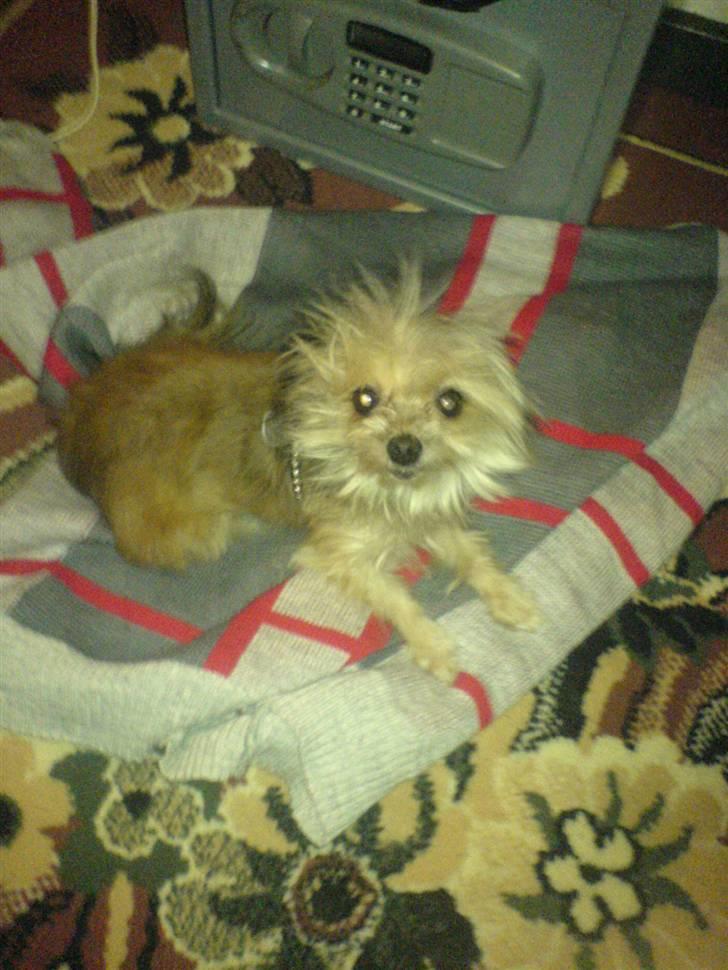 Blanding af racer Tulle R.I.P 12/3- 2009 - moster synes jeg er så sød her..:) billede 7