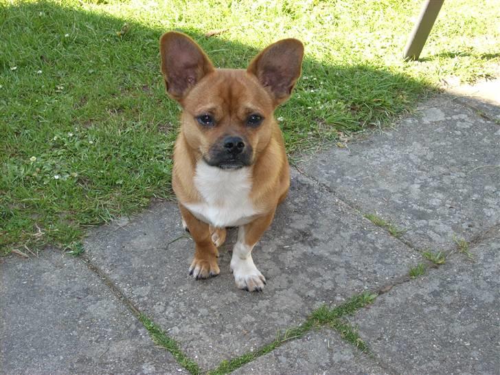 Blanding af racer Vaps R.I.P billede 19