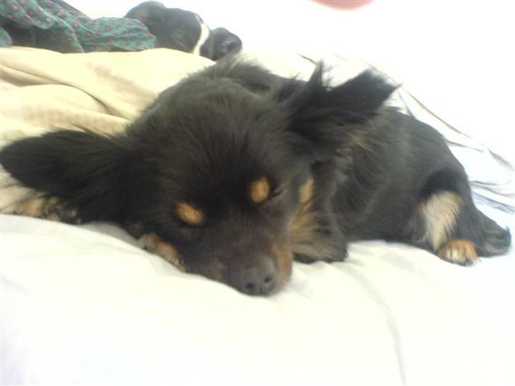 Blanding af racer Mulle RIP 07/02-2012 - nat nat (gammelt) billede 3