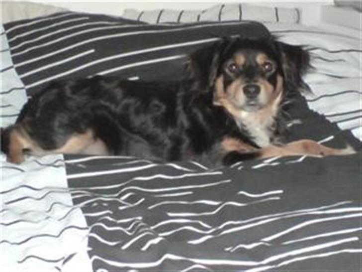 Blanding af racer Vaks billede 2