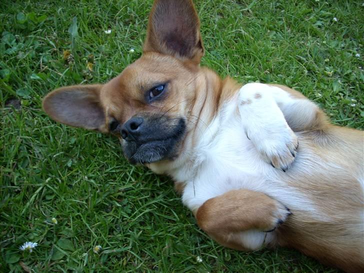 Blanding af racer Vaps R.I.P billede 20