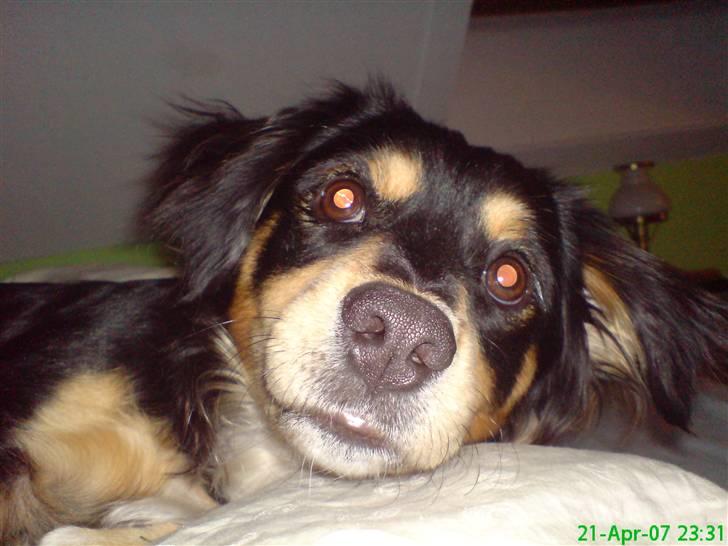 Blanding af racer Vaks billede 3