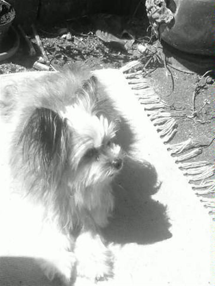 Blanding af racer Tulle R.I.P 12/3- 2009 - har lige været i bad.. så nu tørre jeg i solen:) billede 8