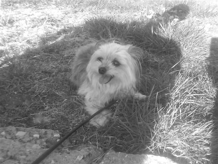 Blanding af racer Tulle R.I.P 12/3- 2009 - er på jakobshavn med de andre..:) billede 9