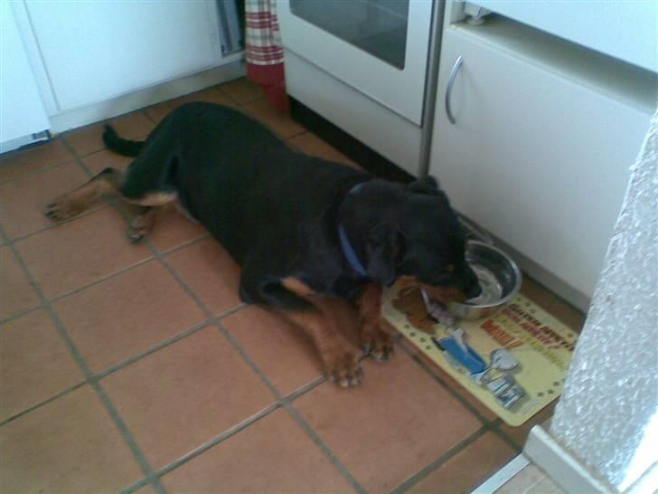 Rottweiler Leland de Sade-ness - Himmelhund - Dette billede er helt i Sades ånd billede 14