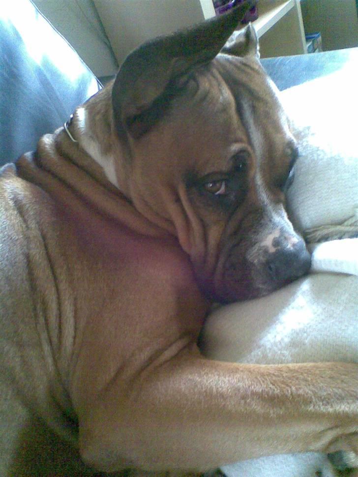 Blanding af racer Freja Godlike - Himmelhund - - Freja virker lidt utilfreds med at blive forstyrret i hendes middagslur. billede 12