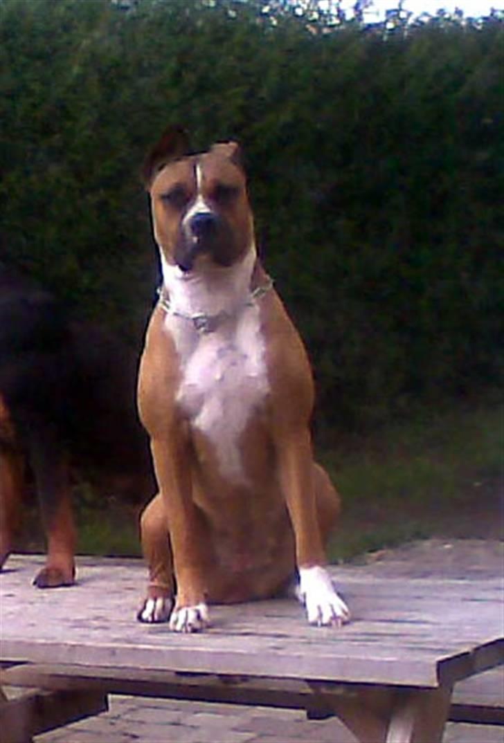 Blanding af racer Freja Godlike - Himmelhund - -  Freja forsøger at se barsk ud, men os der kender hende, narrer hun ikke.. billede 14