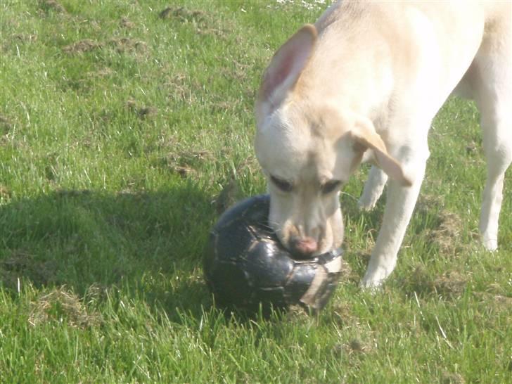 Labrador retriever Diddi - Maj2008 billede 7