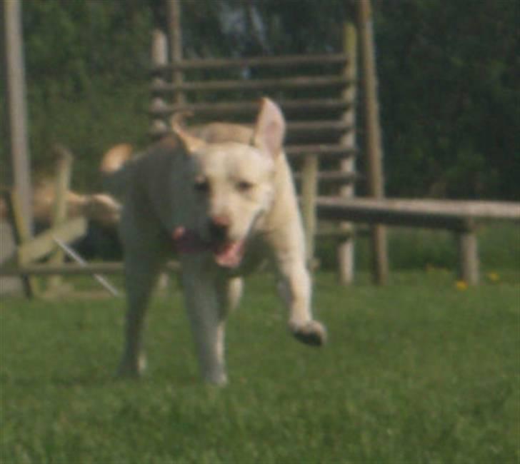 Labrador retriever Diddi - Maj2008 billede 8
