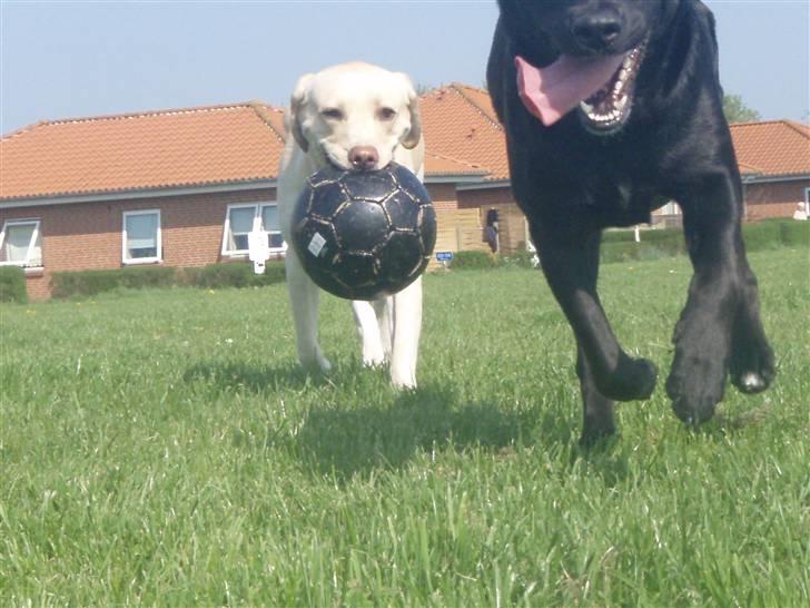 Labrador retriever Diddi - Maj2008 billede 9