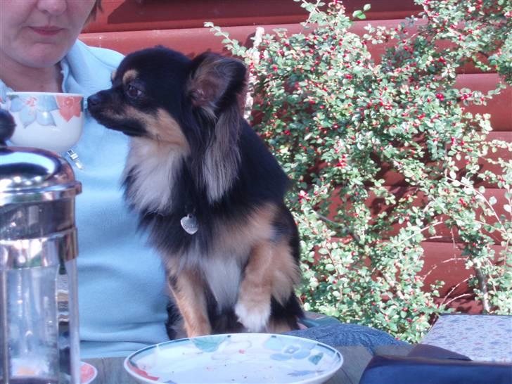 Chihuahua of Mexi's Kenzo - uffff.....hvilked sprøjt min mor drikker, så heller en skål med iskold vand billede 9