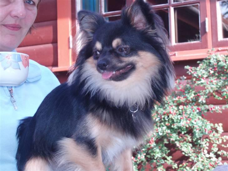 Chihuahua of Mexi's Kenzo - Men hyggeligt er det, at sidde hos hende billede 10