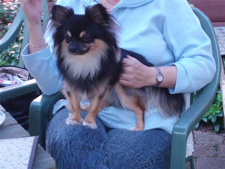 Chihuahua of Mexi's Kenzo billede 11